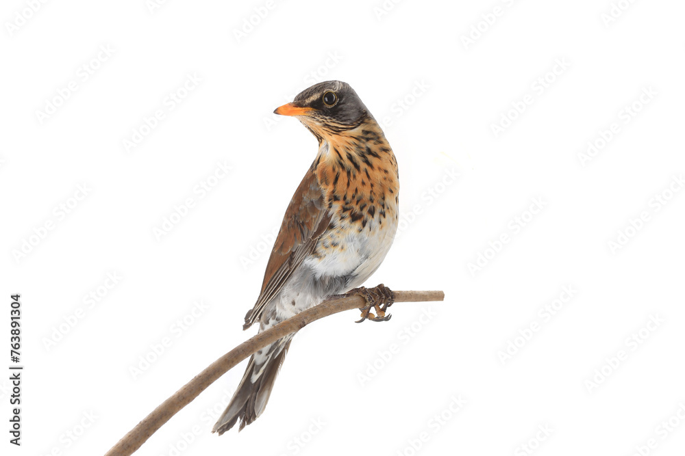Fototapeta premium thrush isolated on white background