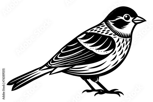  bird silhouette vector and illustration