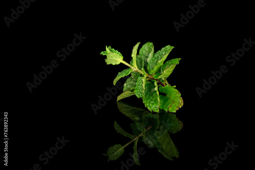 Twig of wet green leaves with small hairs of a mint plant on a black background with its reflection. photo