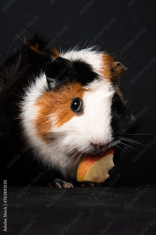Guinea pig on black background Guinea pig on black background