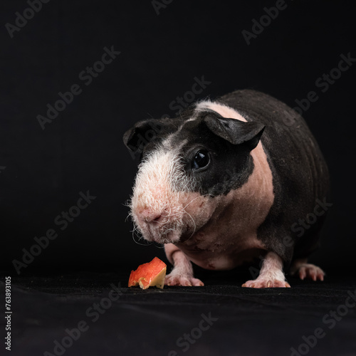 Skinny pig on black background