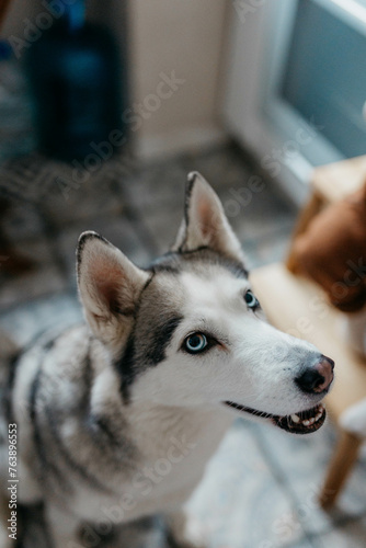 Fototapeta Naklejka Na Ścianę i Meble -  A husky dog with blue eyes.