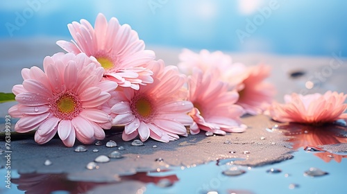 pink summer daisies lie on the sand and asphalt with water drops