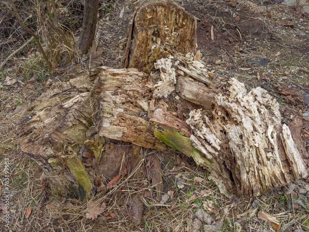 Rotten stump of the old thick tree in overcast day Rotten stump of the old thick tree in overcast day