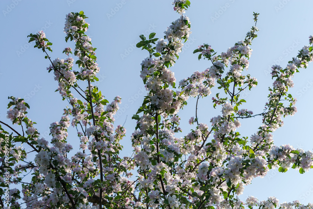 Apple branches with flowers on a background of clear sky Apple branches with flowers on a background of clear sky