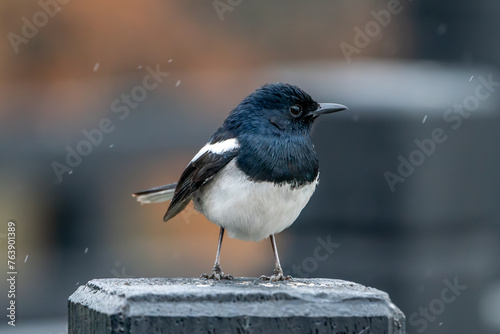 Indian magpie warbler Copsychus saularis) on a post in a snowy landscape photo