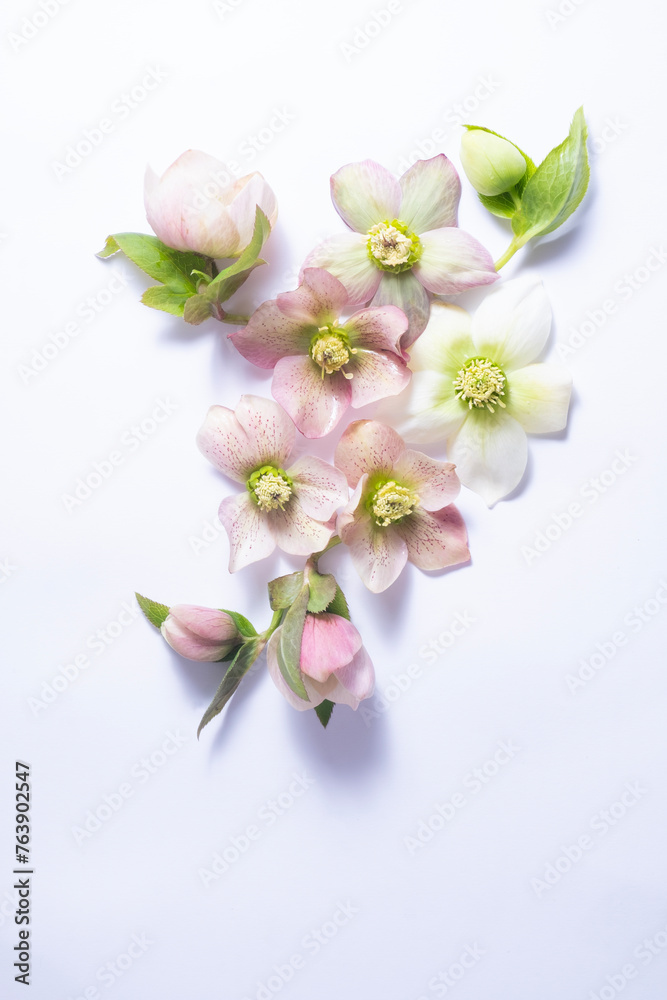 Fototapeta premium floral layout of flowers hellebores isolated on a white background. Top view. Spring flat lay with copy space.