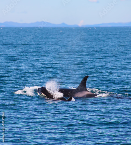 Orca or Killer Whales. Mother with calf. Hauraki Gulf, New Zealand.