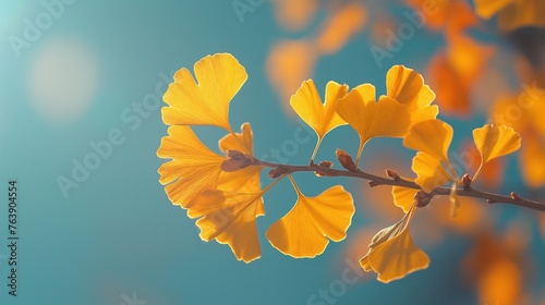 ginkgo leave on blue background, Ginkgo branch with bright autumn leaves