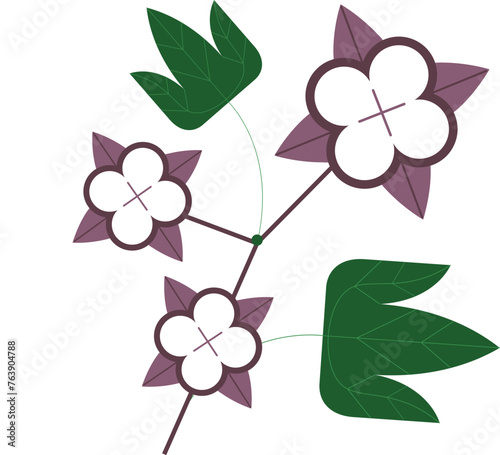 Cotton flower vector illustration
