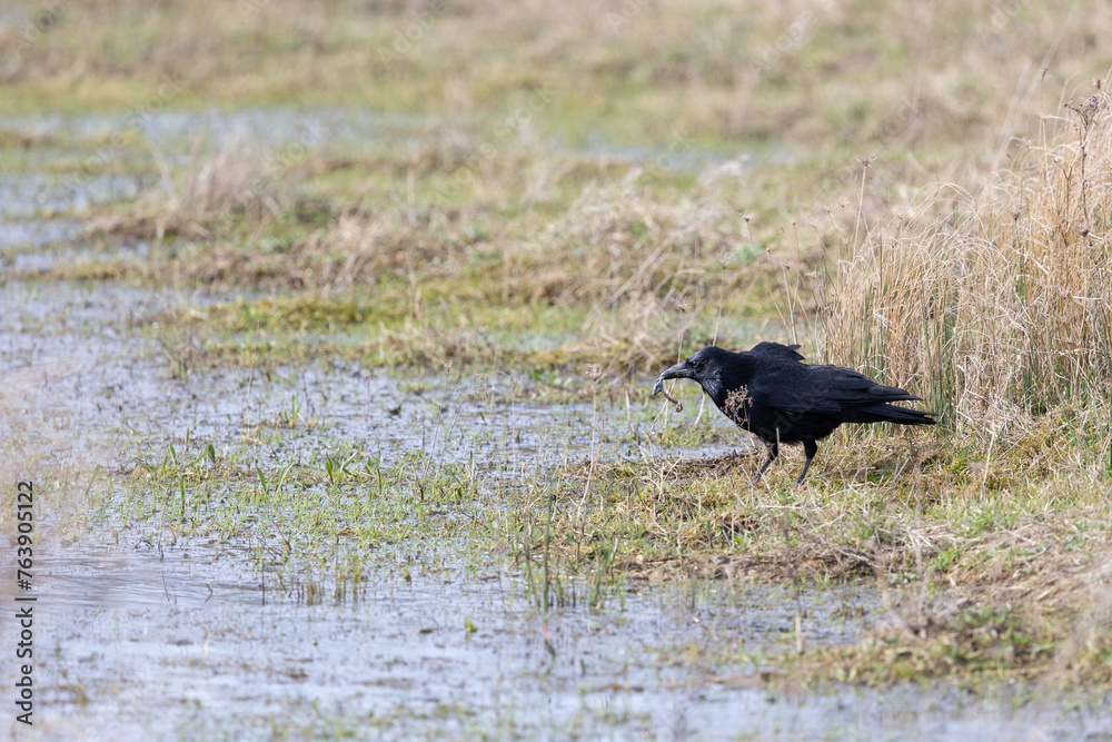 Fototapeta premium A common carrion crow (corvus corone) feeds on carrion at a wetland habitat in Yorkshire, Spring