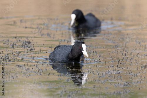 Canvastavla A Pair of Coots (Fulica atra) swim towards the camera