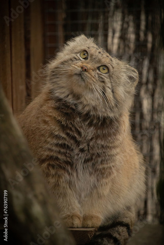 Canvas Print Pallas's cat (Otocolobus manul)