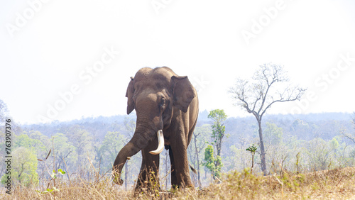 Asian Indian Elephant at Dubare elephant camp, Portrait of Elephant. Tourist attraction near Coorg, Karnataka.  photo