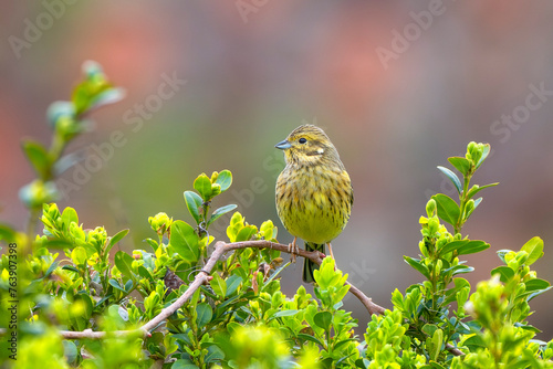 Adult female yellowhammer (Emberiza citrinella), beautiful and colorful passerine bird in the bunting family. photo