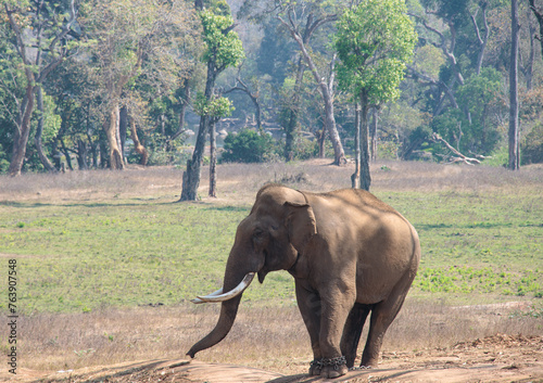 Asian Indian Elephant at Dubare elephant camp, Portrait of Elephant. Tourist attraction near Coorg, Karnataka.  photo