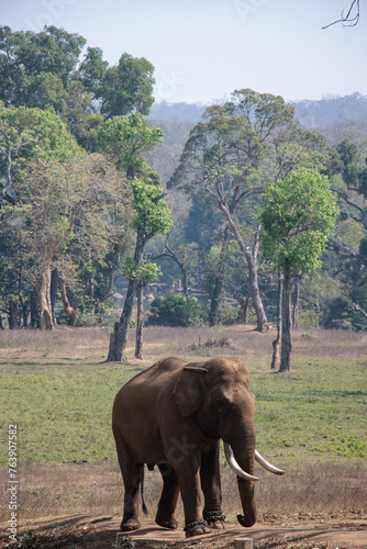 Asian Indian Elephant at Dubare elephant camp, Portrait of Elephant. Tourist attraction near Coorg, Karnataka. 