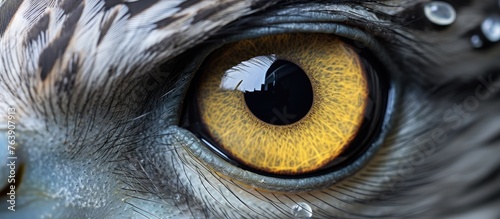 a close up of an owl s eye with yellow eyes . High quality