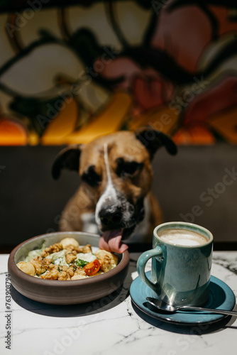 A Staffordshire Terrier dog at a table in a cafe © Oksana
