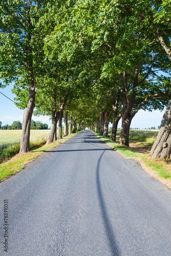 Trip Long Way Forward / Straight tree tunnel lined empty asphalt road at countryside lead to horizon (copy space)