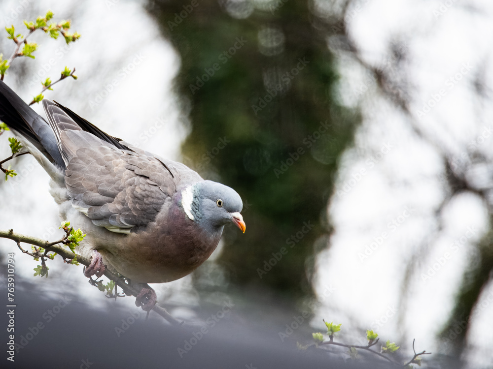 Fototapeta premium Common wood pigeon gracefully standing on a branch and feeding on new growth in spring. Wild Pigeon or dove bird with red-eye is standing alone