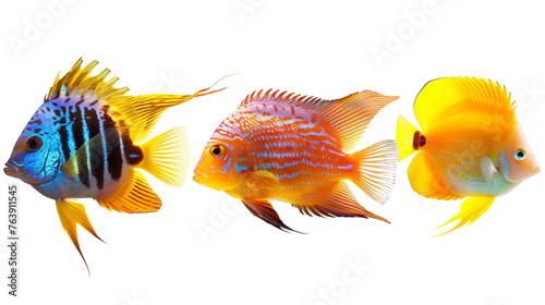 Animals popular fish pets aquarium salt water ocean sea fish banner panorama - Collection of different 3 fishes, isolated on white background PNG