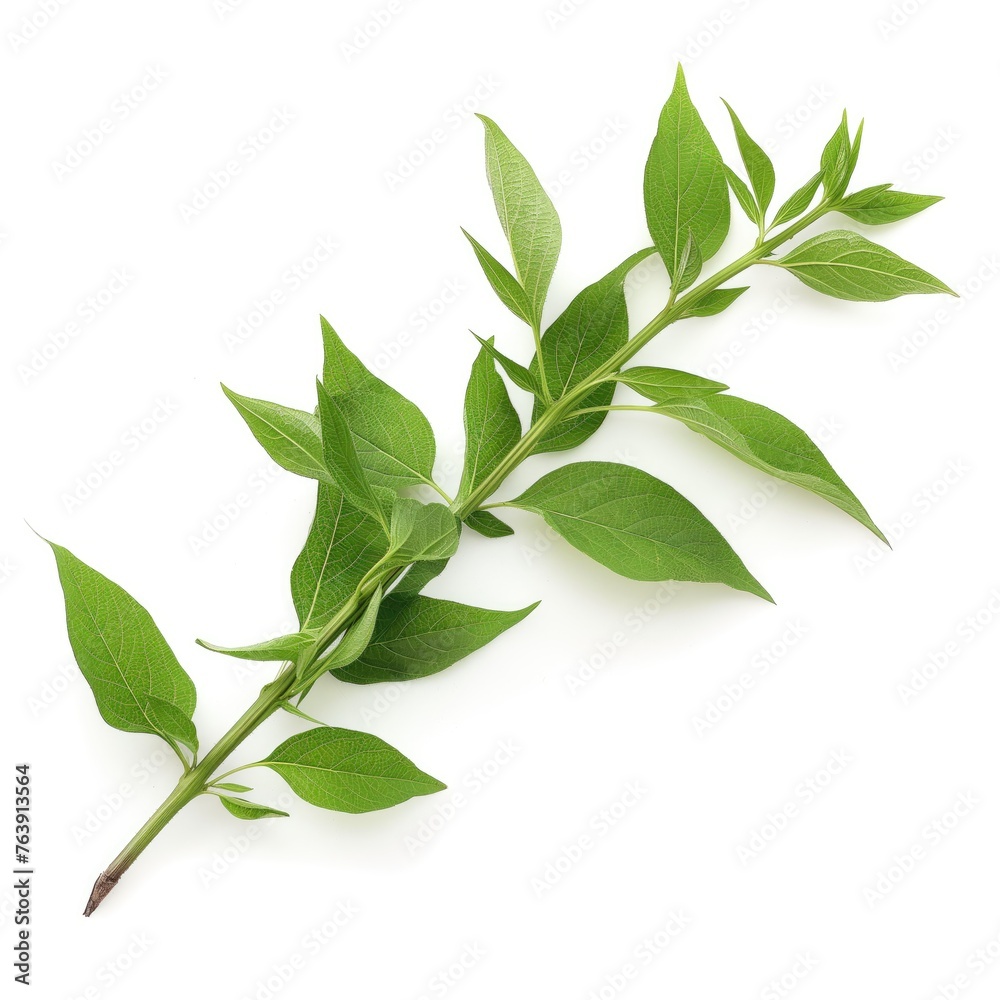 Green leaves on a white background AI generated Green leaves on a white background AI generated