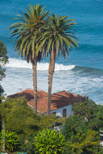 Palmeras y pasiaje rural en la costa de El Socorro en Los Realejos, al norte de Tenerife, islas Canarias photo