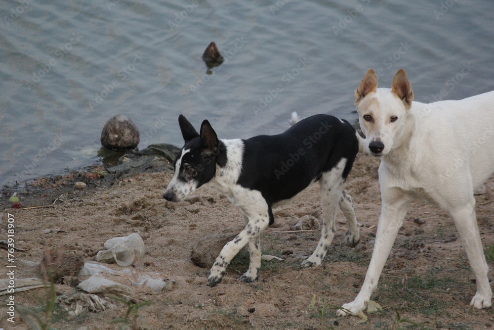 a beautiful dog  in a field in dry lake