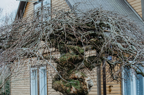 Fotografie A branchy tree near the house