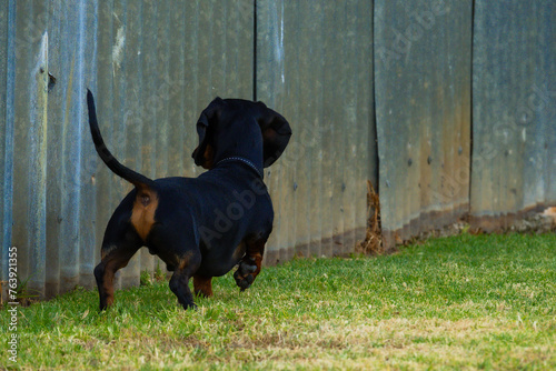 Scent Tracking