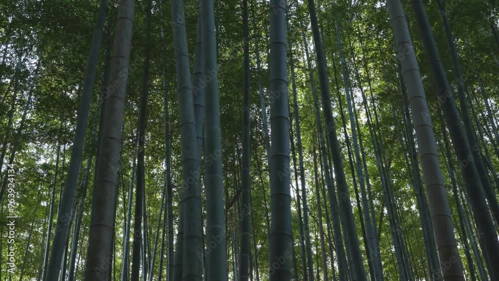 Leaves, bamboo trees and sunshine with green in nature, Japanese jungle or garden with lens flare. Environment, landscape in Japan with greenery Leaves, bamboo trees and sunshine with green in nature, Japanese jungle or garden with lens flare. Environment, landscape in Japan with greenery