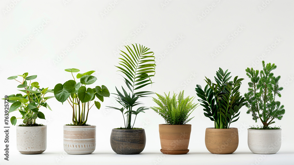 Collection of various houseplants displayed in ceramic pots isolated on white background.