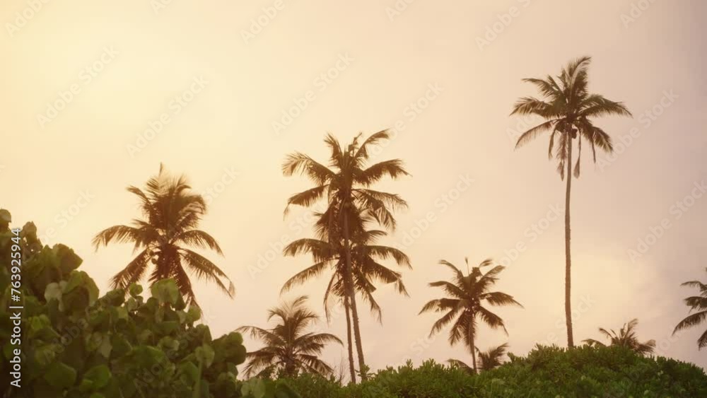 Palm trees silhouette against dawn sky on tropical island. Warm sunrise hues bathe scene in soft glow. Early morning light reveals serene nature, ideal for tranquil, exotic travel themes. Slow motion. Palm trees silhouette against dawn sky on tropical island. Warm sunrise hues bathe scene in soft glow. Early morning light reveals serene nature, ideal for tranquil, exotic travel themes. Slow motion.
