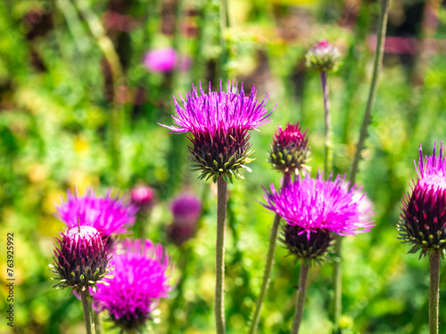 Silybum marianum flowers - milk thistle spotted in the forest in summer