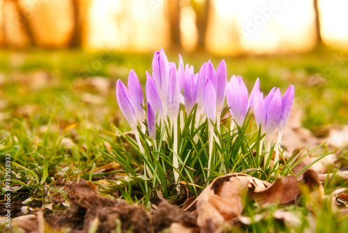 Crocuses in a meadow in soft warm light. Spring flowers that herald spring. Flowers © Martin