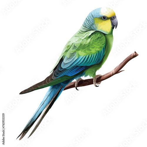 Parakeet Clipart isolated on white