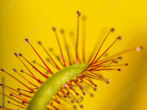 Drosera capensis leaves with nectar droplets to attract insects