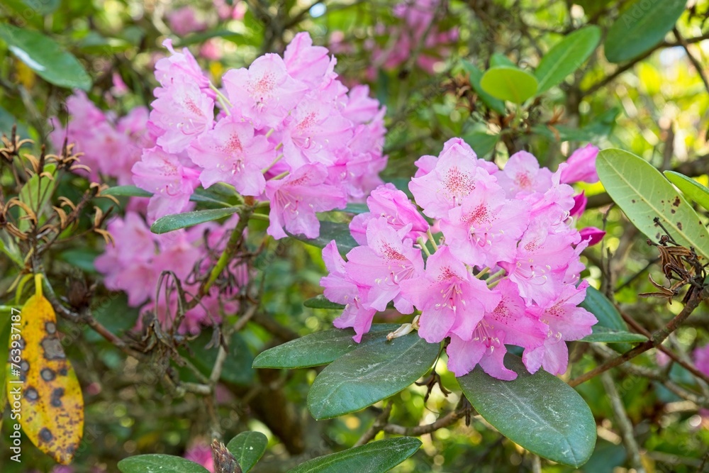 Blooming flowers at Haaga Rhododendron Park in summer, Helsinki, Finland. Blooming flowers at Haaga Rhododendron Park in summer, Helsinki, Finland.