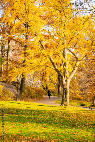 Autumn in central park, New York USA. Sunny weather in autumn park in the afternoon. colorful leaves