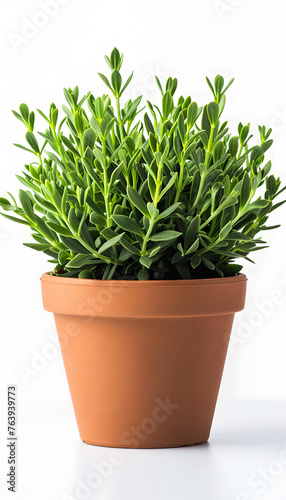 Houseplant in flowerpot on white table  green leaves