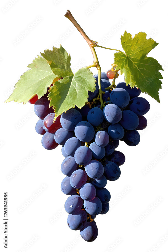 Obraz premium bunch of grapes isolated on white background