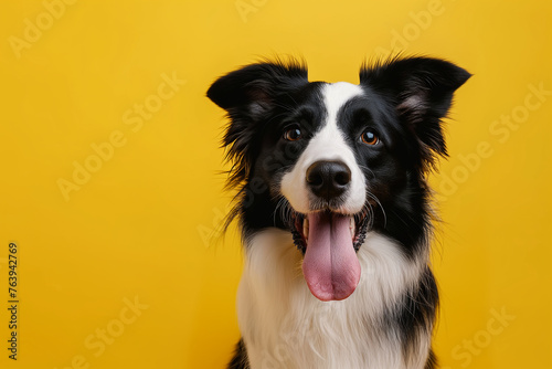 A border collie dog sticking out its tongue, isolated on yellow background photo