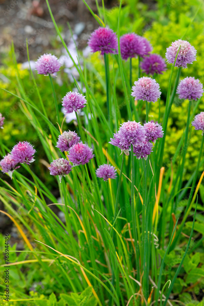 Schnittlauch (Allium schoenoprasum) Nutzpflanze mit Blüten Schnittlauch (Allium schoenoprasum) Nutzpflanze mit Blüten