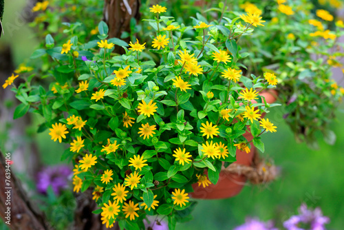 Husarenknopf (Sanvitalia procumbens) Pflanze mit gelben Blüten  photo