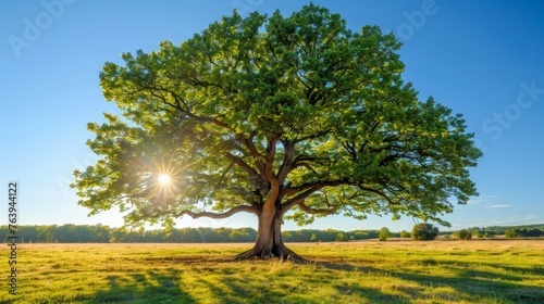 Majestic green oak tree under the sun on a meadow with clear blue sky in the background