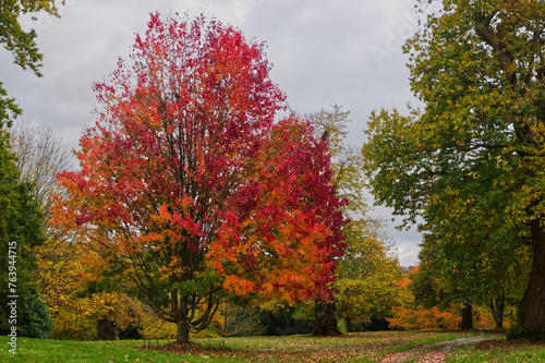 Autumn colours in English parkland