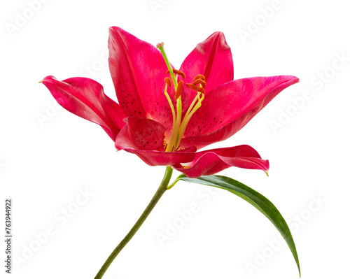 Beautiful red Lily (Lilium, Liliaceae) isolated on white background, including clipping path.