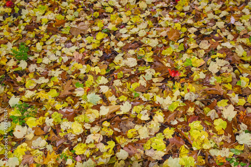 Autumn Leaves on ground