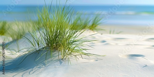 Grass sprouting from sandy beach with ocean in the background